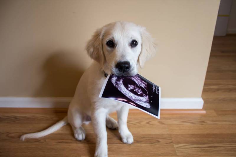 Dog holding a sonogram
