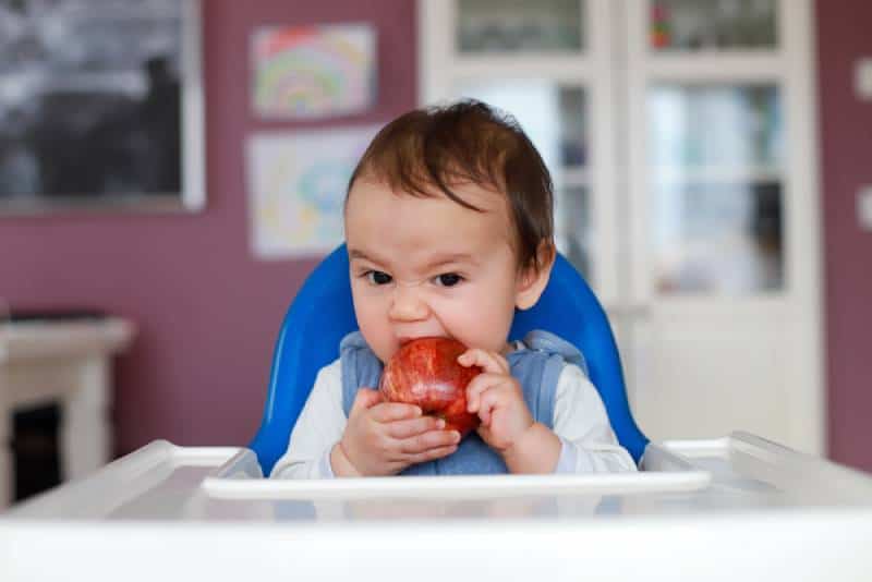 Baby boy in white and blue shirt eating apple on high chair.
