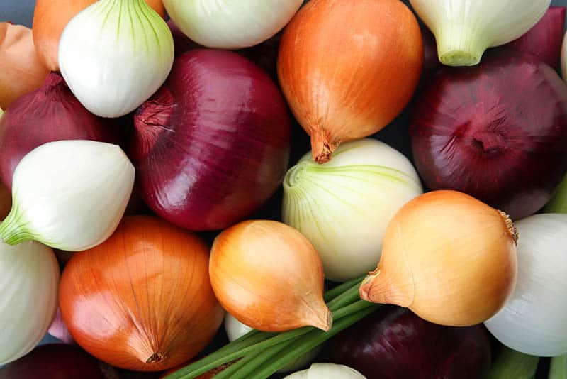 Benefits And Risks Of Eating Onion During Pregnancy Is It Safe