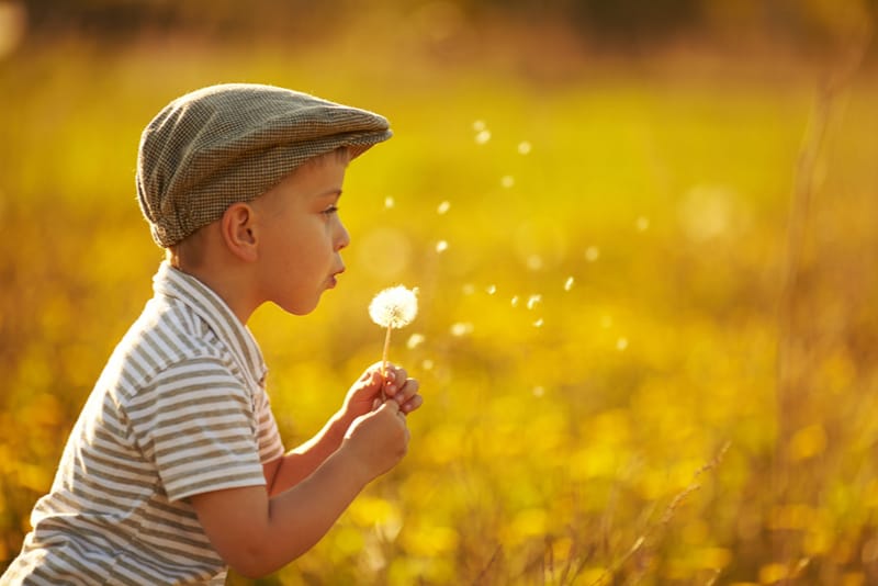 cute little boy with dandelions