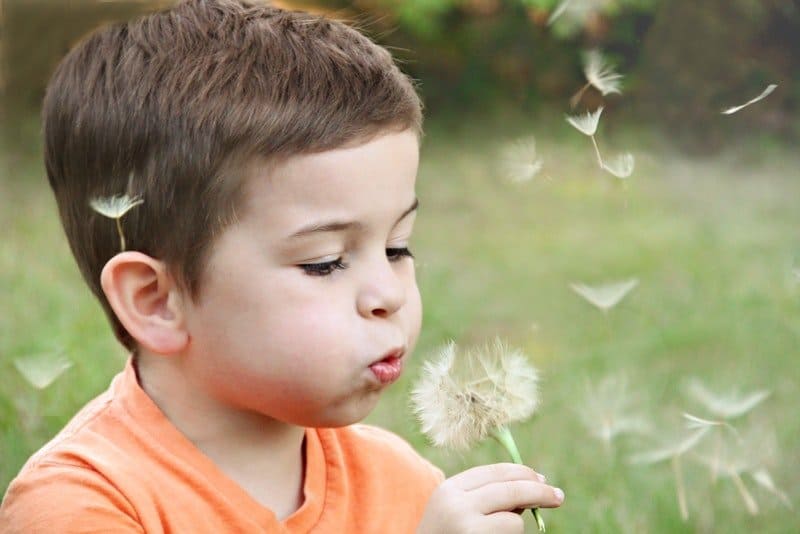 little boy blowing a dandelion